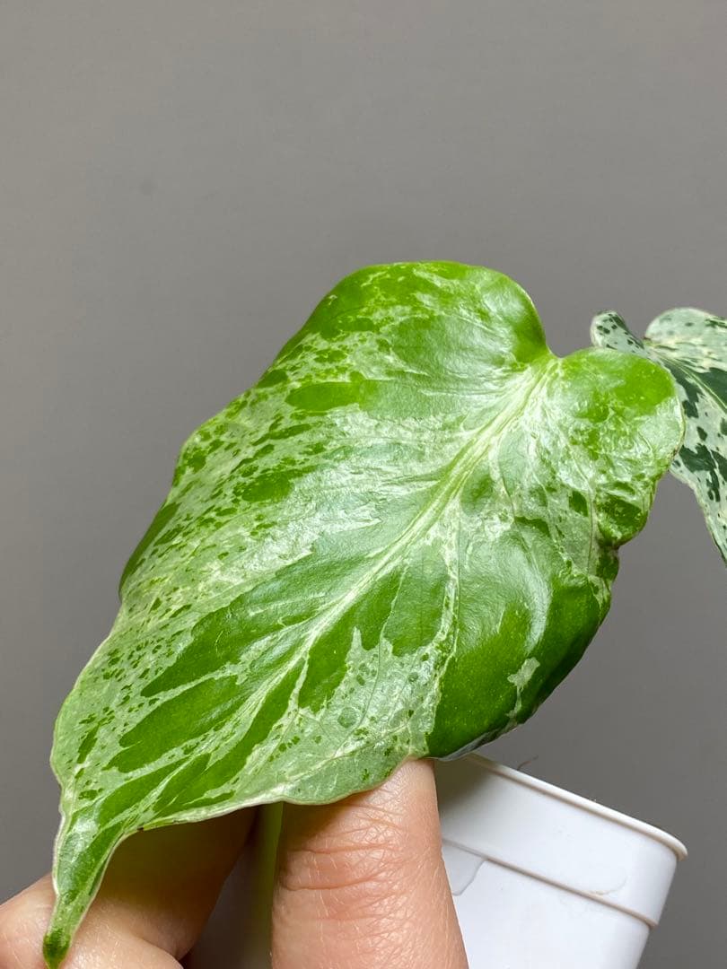 b【美株‼️】モンステラ　デリシオーサ　バルバソー　フシギダネ/ベトシオーサ　希少