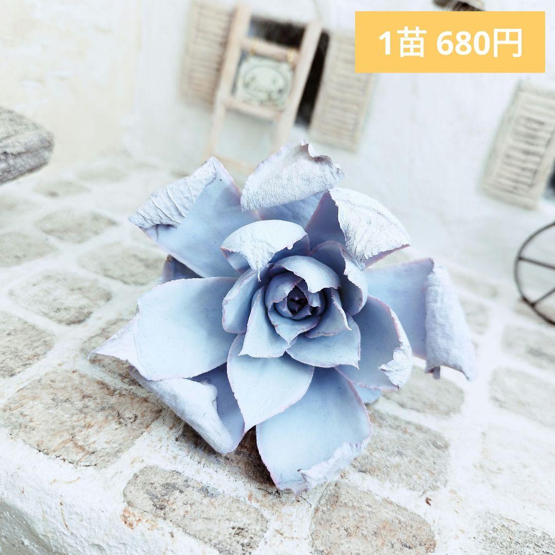 カンテ◎多肉植物 カット苗 韓国苗 エケベリア等