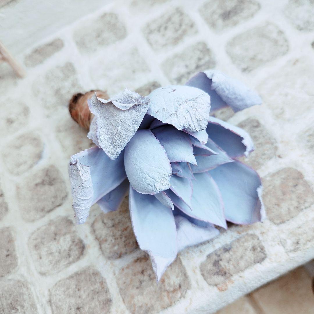 カンテ◎多肉植物 カット苗 韓国苗 エケベリア等