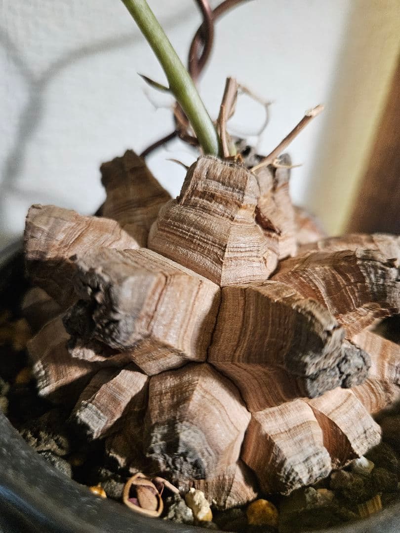 亀甲竜　鉢付き　実生