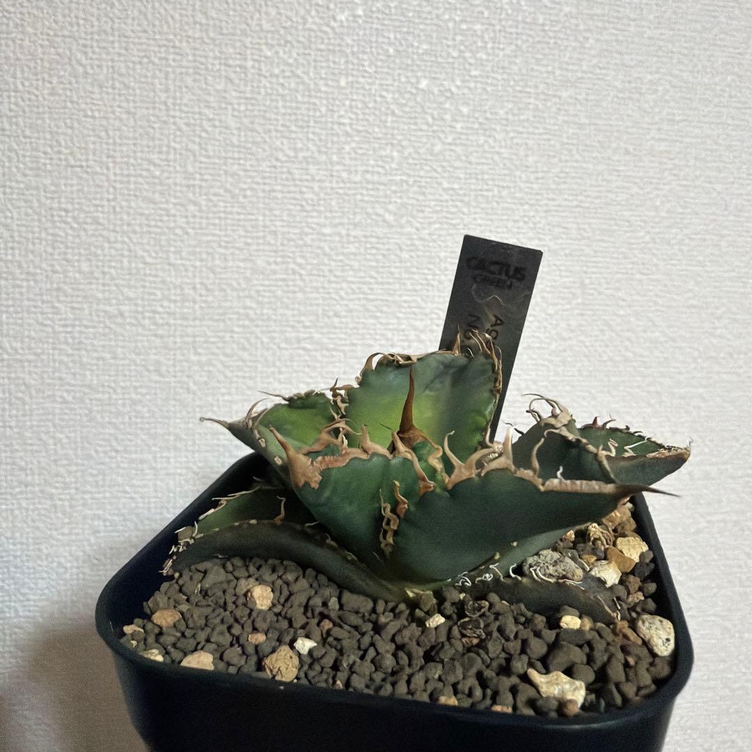 アガベ スーパーチタノタ 悪魔 cactus green 発根済み スパチタ