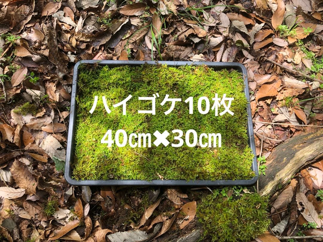 ハイゴケ　10枚 送料込み　11,000 円40㎝✖︎30㎝
