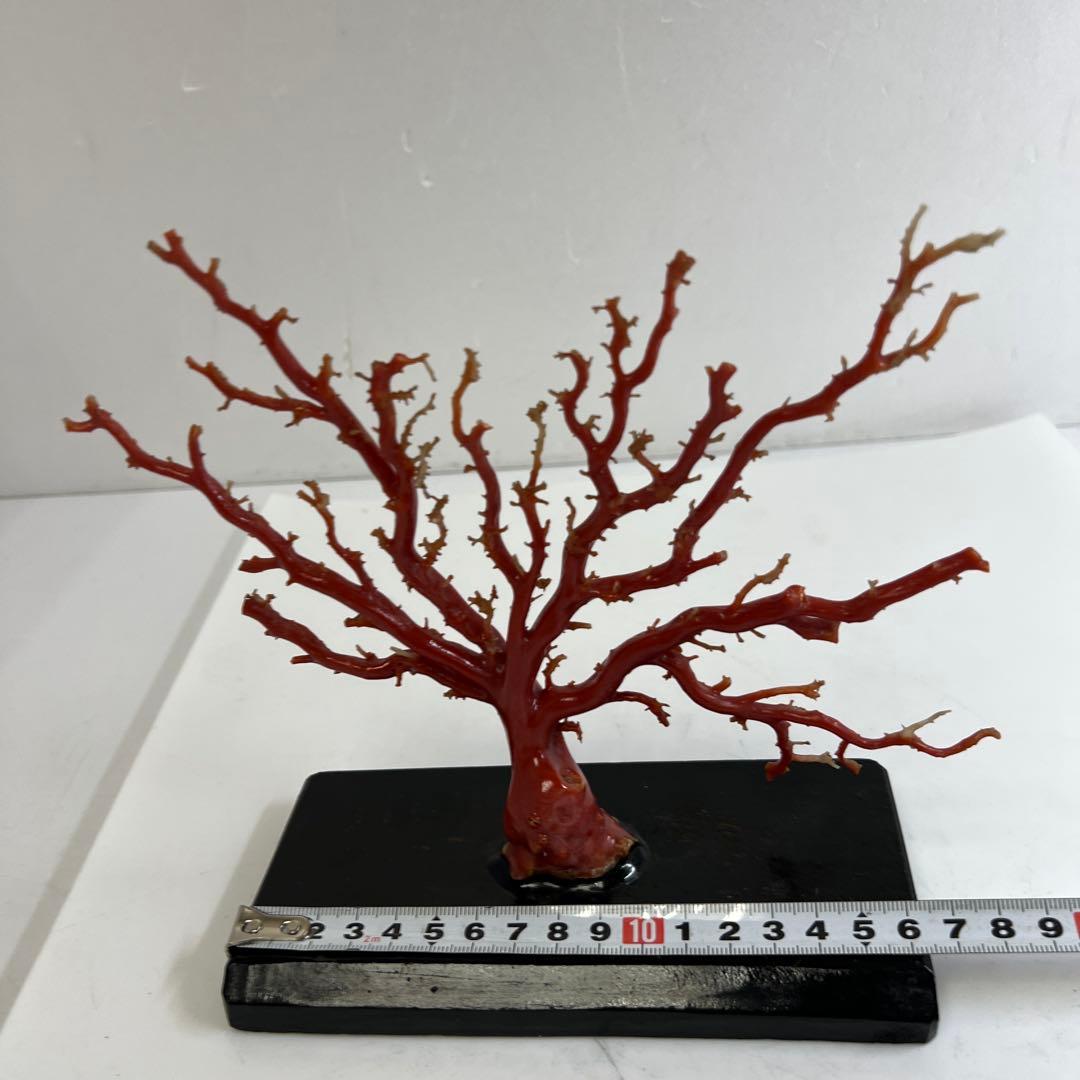 本血赤珊瑚　原木　195g(台込) 最大23.7mmトカコ東な8-0130☆1F