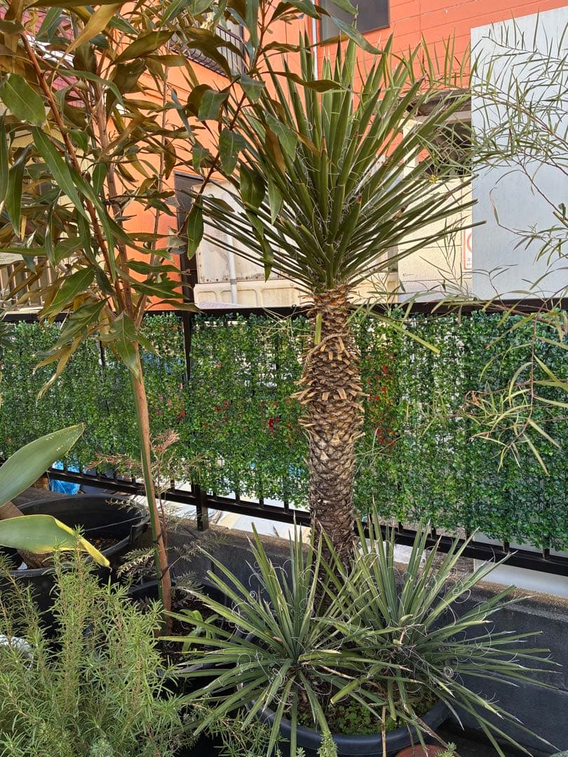 【直接取引限定】 ユッカ・フィリフェラ　子株付き　ドライ系