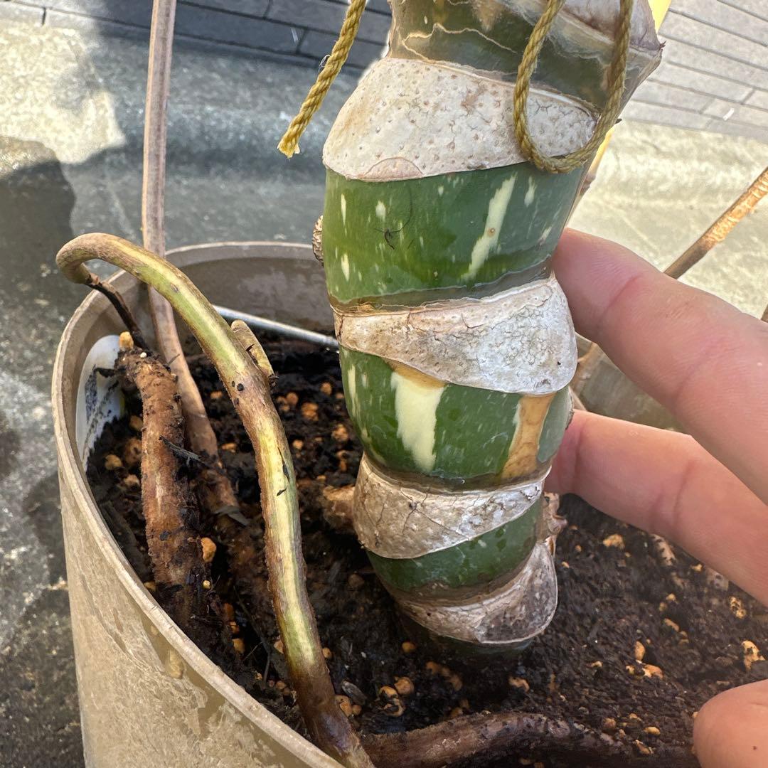 モンステラ　斑入り　デリシオーサ　イエローモンスター　幹立