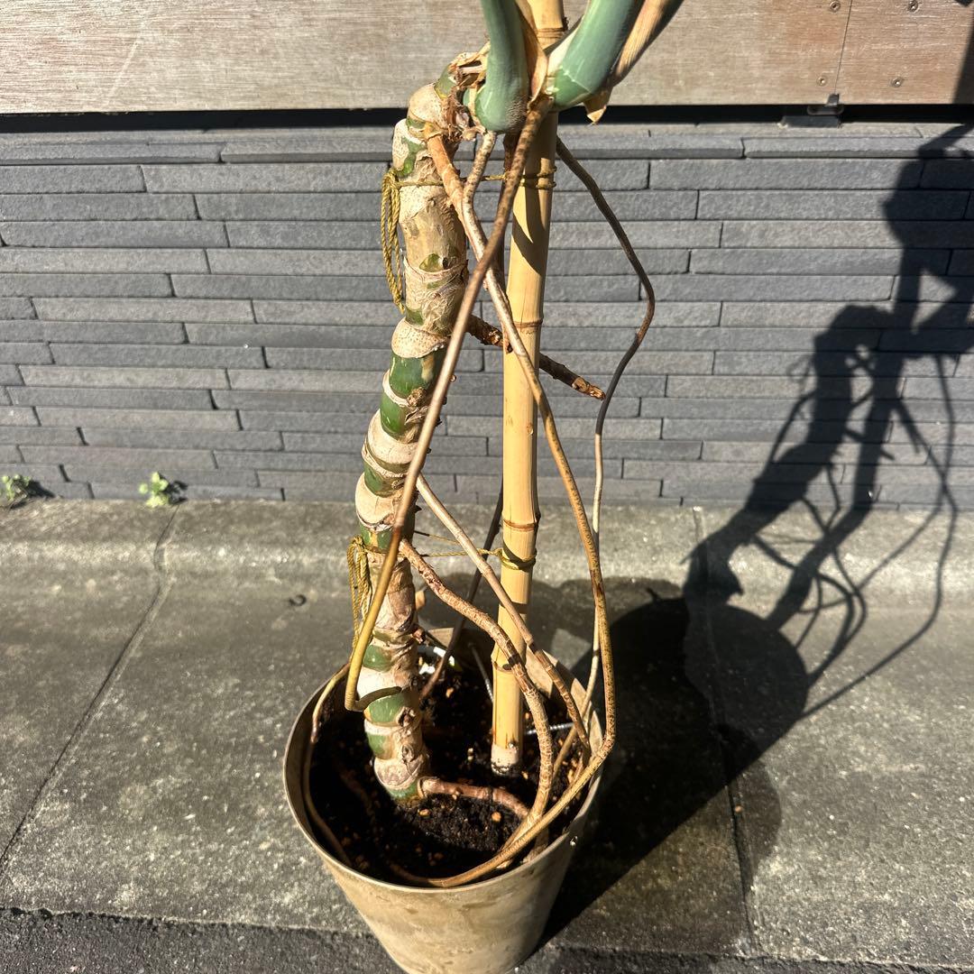 モンステラ　斑入り　デリシオーサ　イエローモンスター　幹立