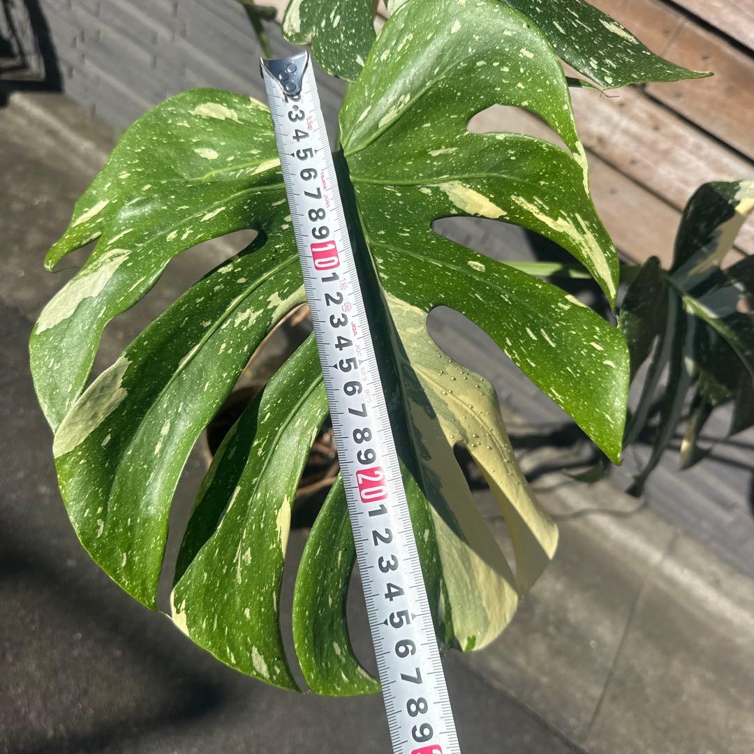 モンステラ　斑入り　デリシオーサ　イエローモンスター　幹立