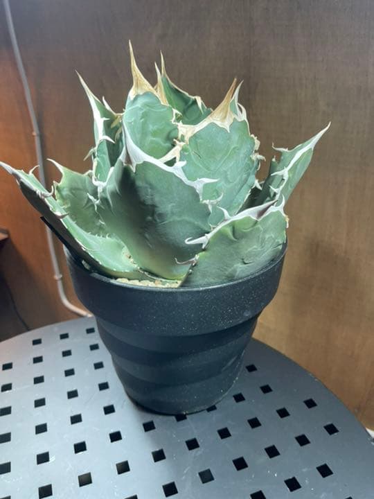 アガベ　チタノタ【白鯨】イラン輸入株　特大　強刺