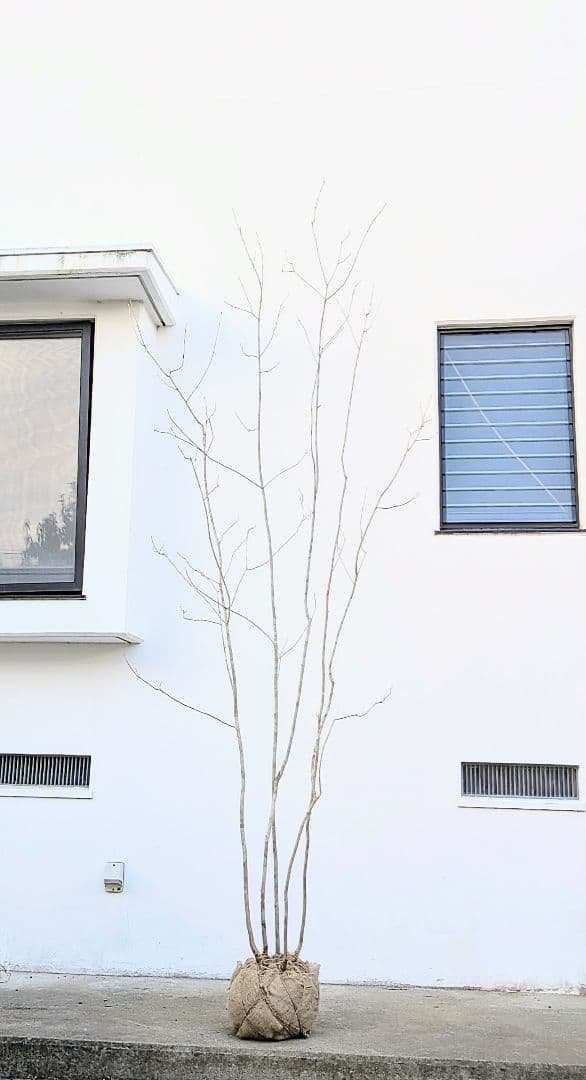 唯一無二。特大山採りアオダモ。