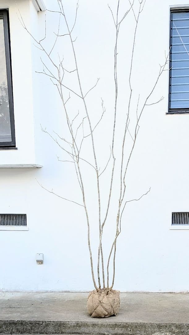 唯一無二。特大山採りアオダモ。