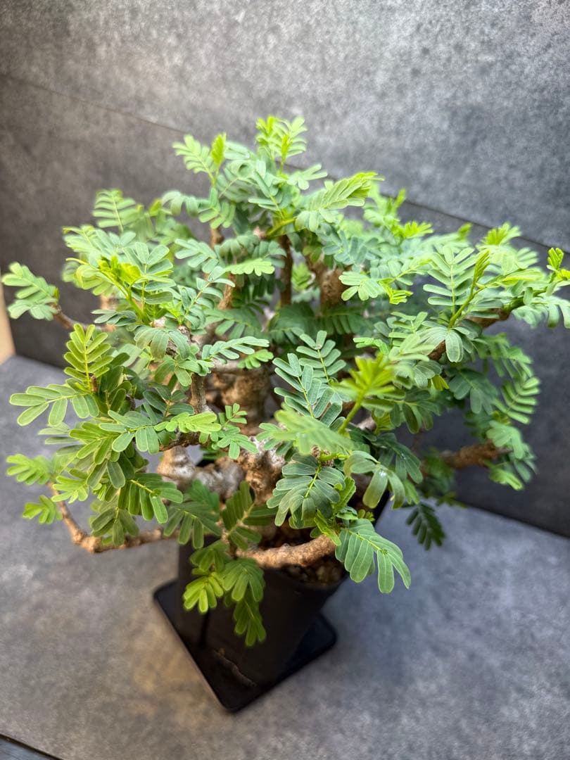 センナ　メリディオナリス　海外実生　発根済み　398