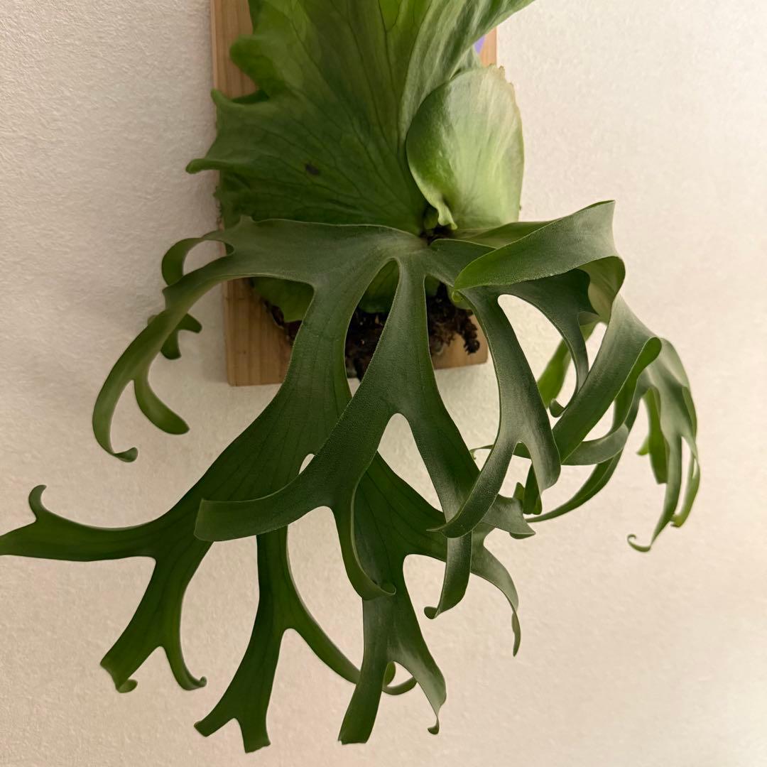 あ*つ様 P. coronarium Philippinesビカクシダ コロナリ