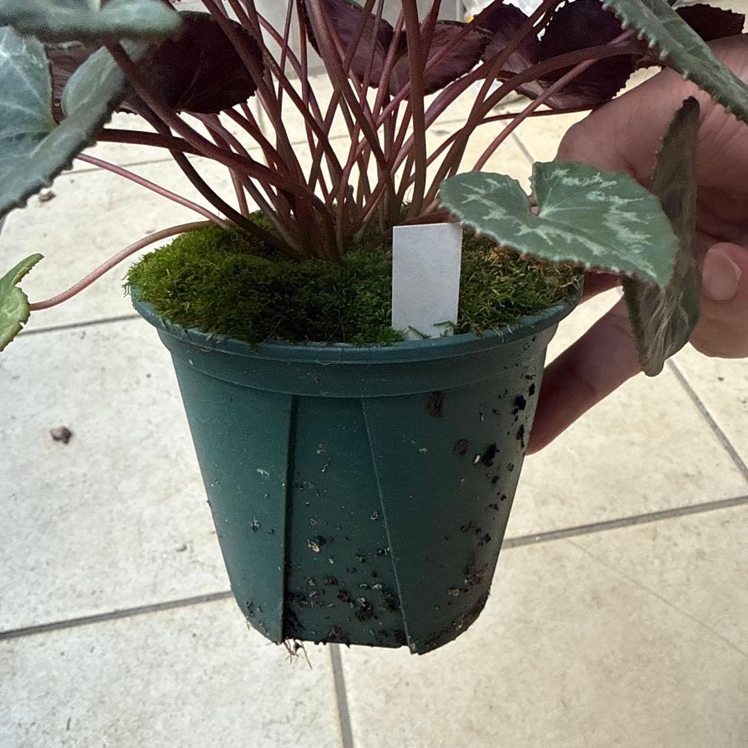 Naruto ！原種シクラメン　コルチカム4号大株！