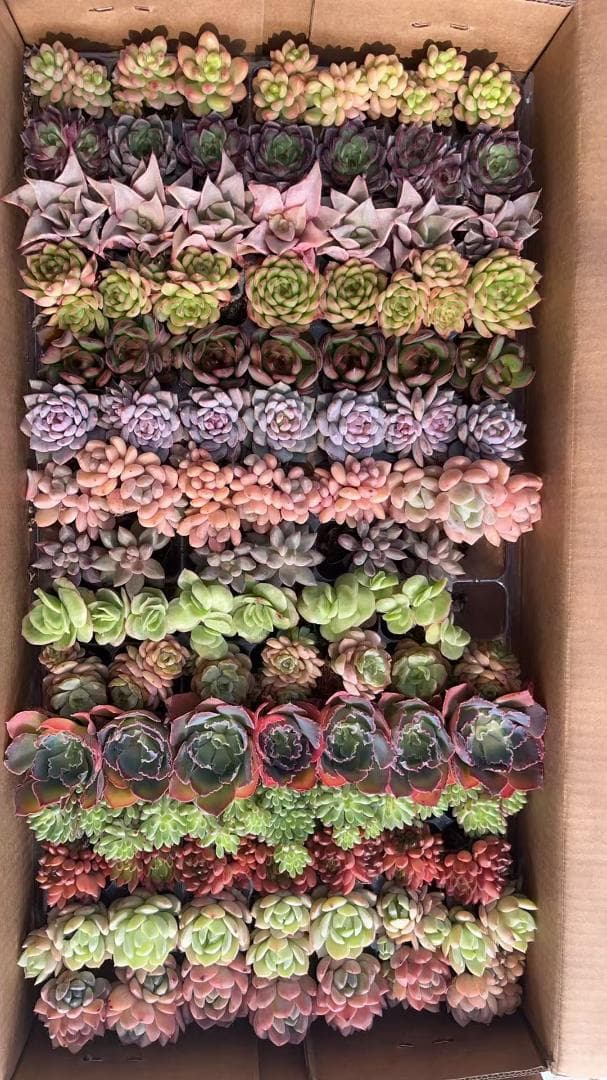お*ん様 15種類セットH240×103苗 土付き 詰め合わせ 多肉植物 エケベ