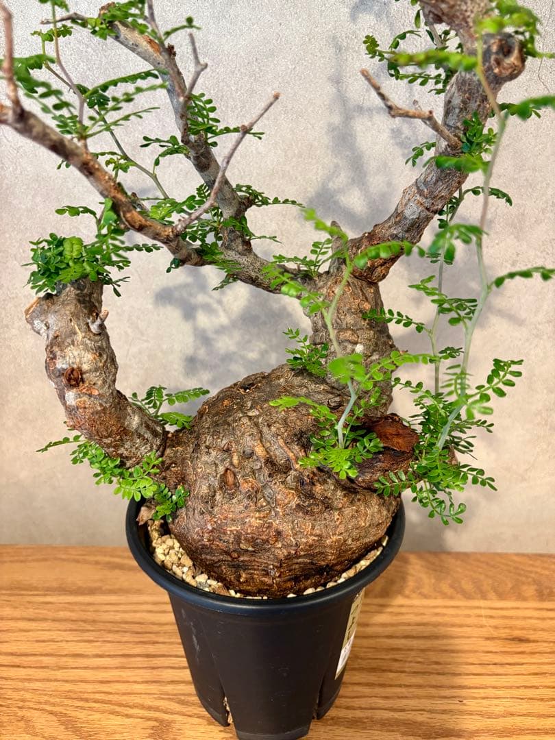 【饅頭型】オペルクリカリア　パキプス　発根済み　饅頭型　丸型　みやび鉢　小野瀬一