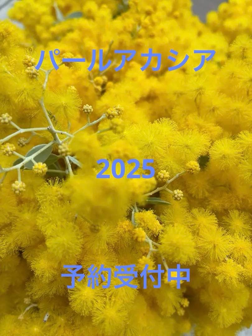 フレッシュ♪パールアカシア