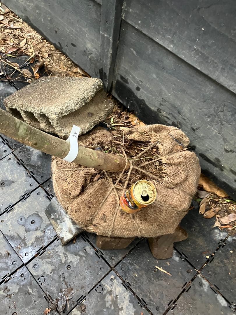 73 山採り　アオダモ