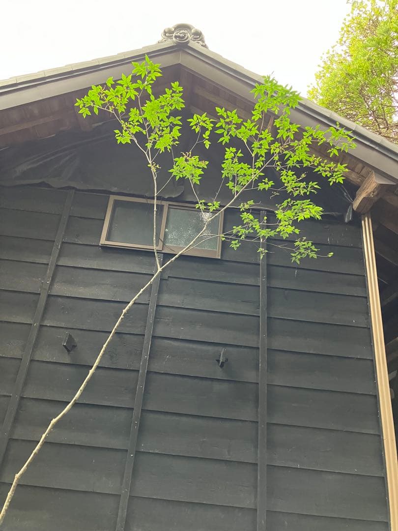 73 山採り　アオダモ