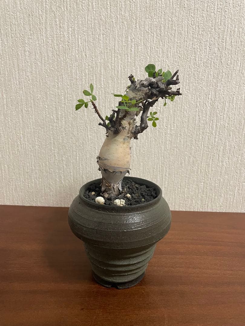 最終値下げ　コミフォラ　カタフ　ソマリア　ピュア