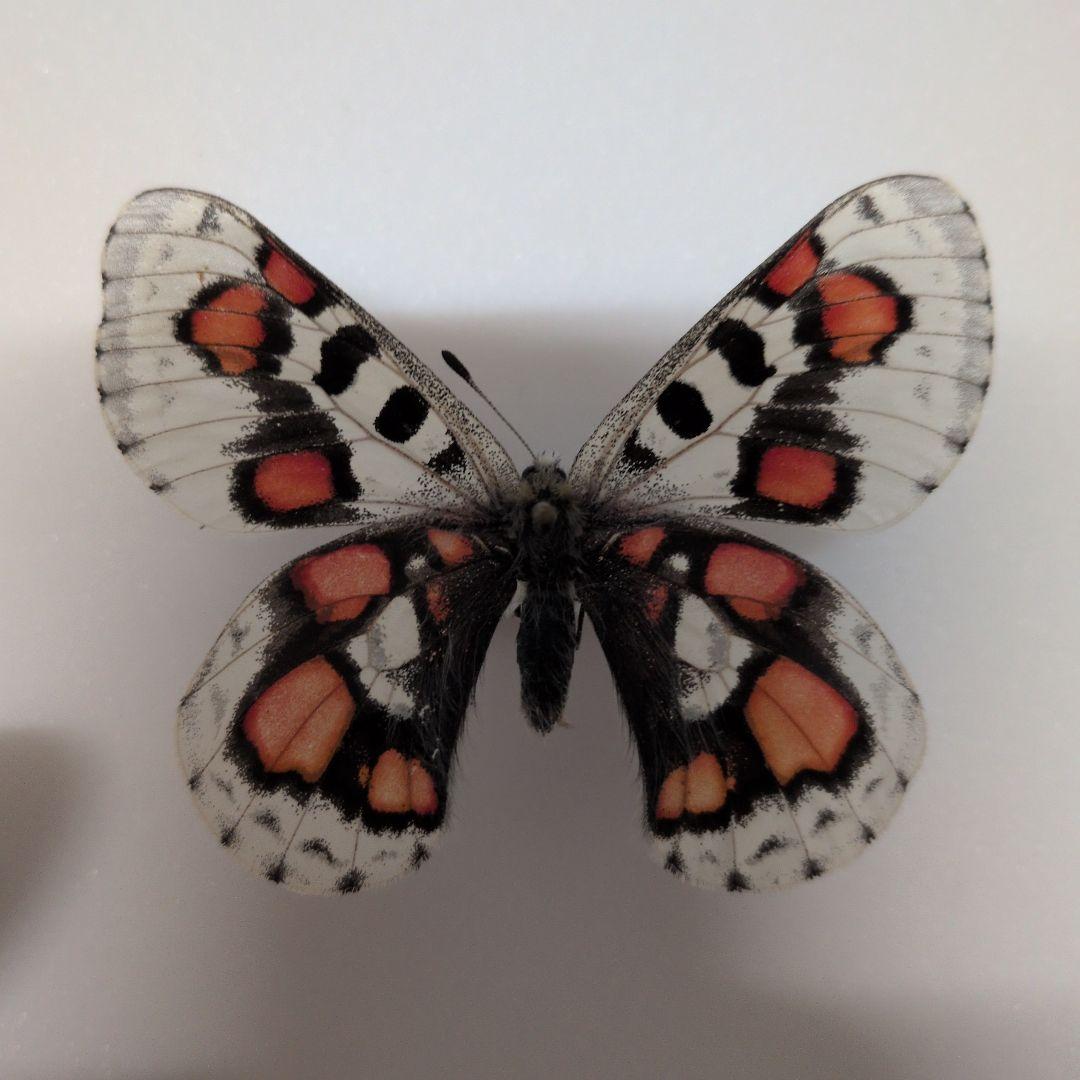 パルナシウス　蝶標本　オオアカボシウスバ