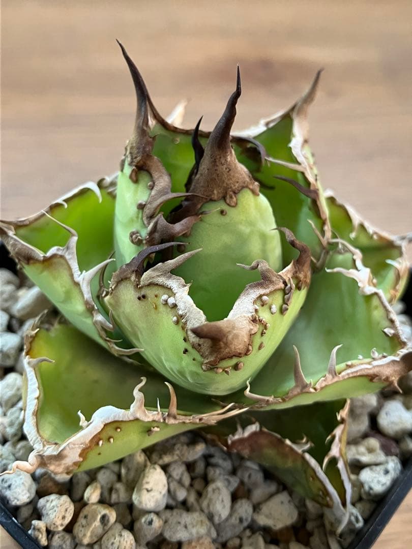 匿名配送【鉢ごと発送】選抜　ぶつぶつ　太棘　アガべ　チタノタ　星空　TC