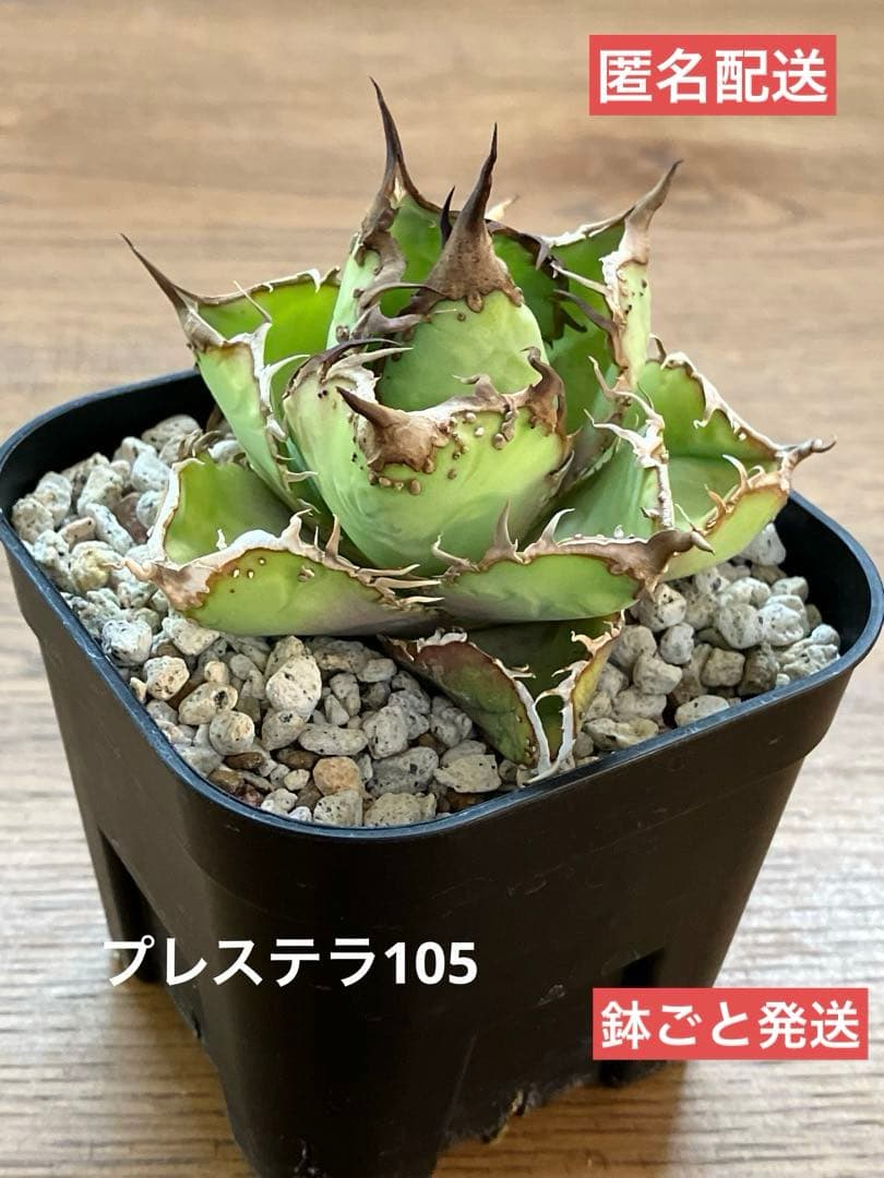 匿名配送【鉢ごと発送】選抜　ぶつぶつ　太棘　アガべ　チタノタ　星空　TC