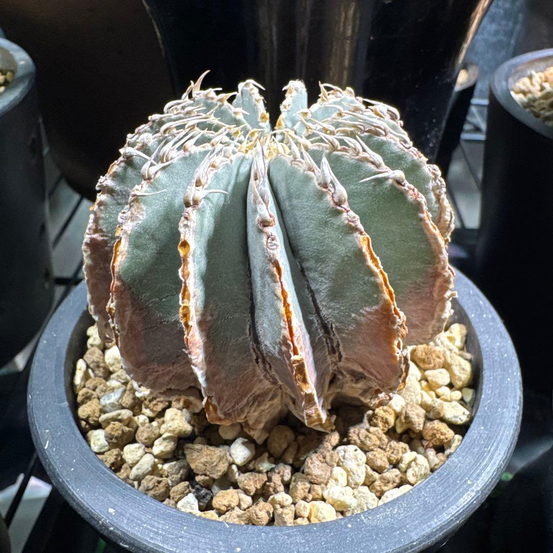 コピアポア オペルクリカリア メキシカーナ 希少