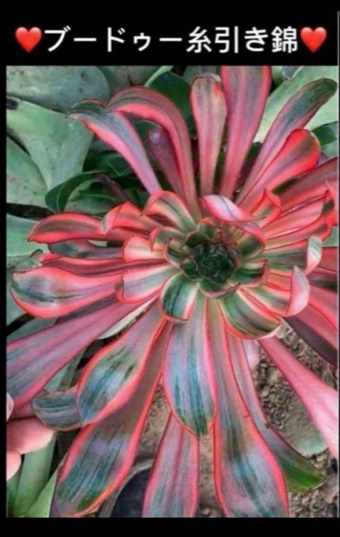 多肉植物アエオニウム錦❤️ ブードゥー糸引き錦 ❤️