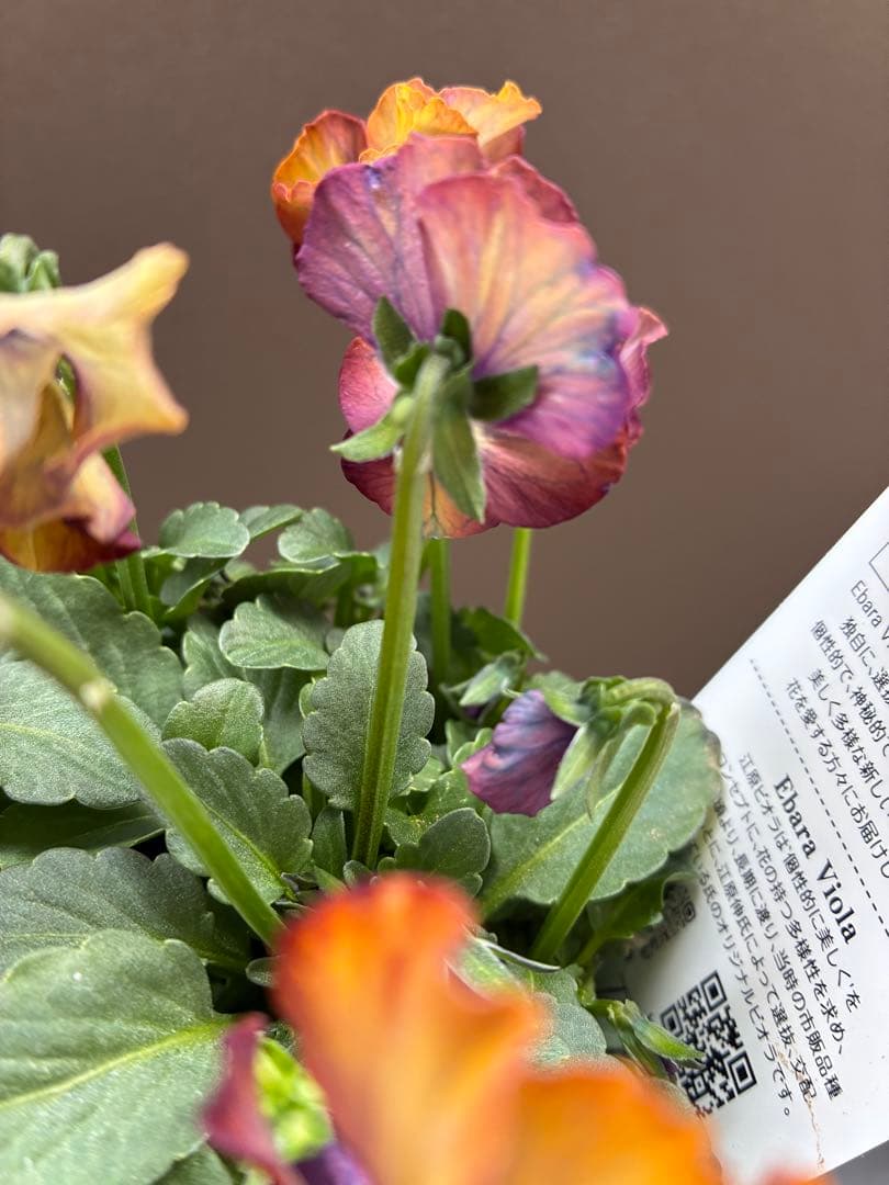 ビオラ苗　ヌーヴェルヴァーグ　苗③ サトウ園正規品タグ付き　アンティーク調
