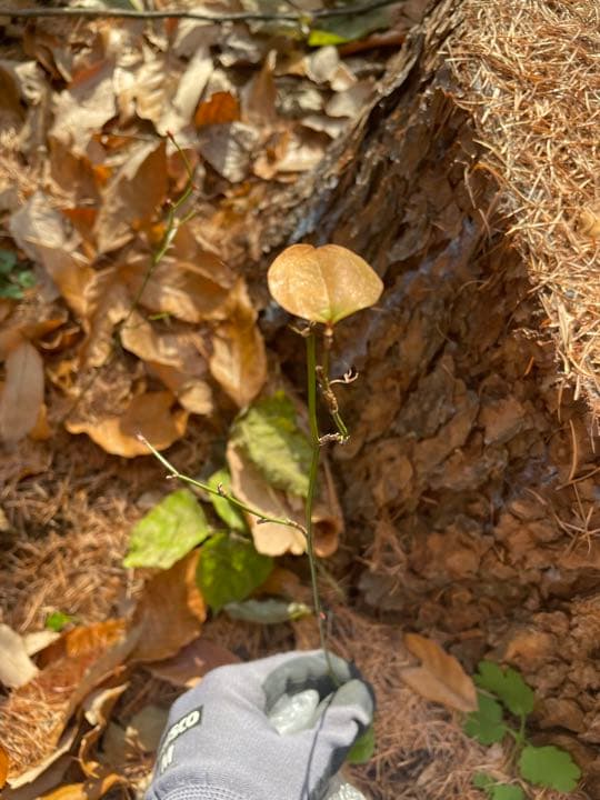 商品確認用・サンキライ