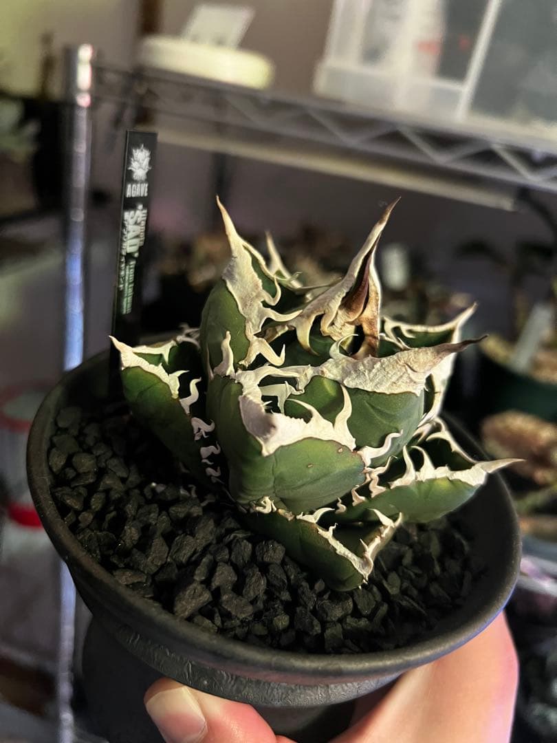 アガベ SAD (南アフリカダイヤモンド)初期輸入株 子株付き 鉢ごと発送