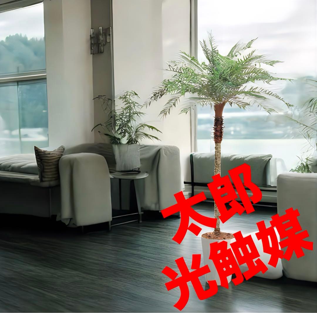 光触媒　人工観葉植物　ウォールグリーン　フェイクグリーン　フェニックス19