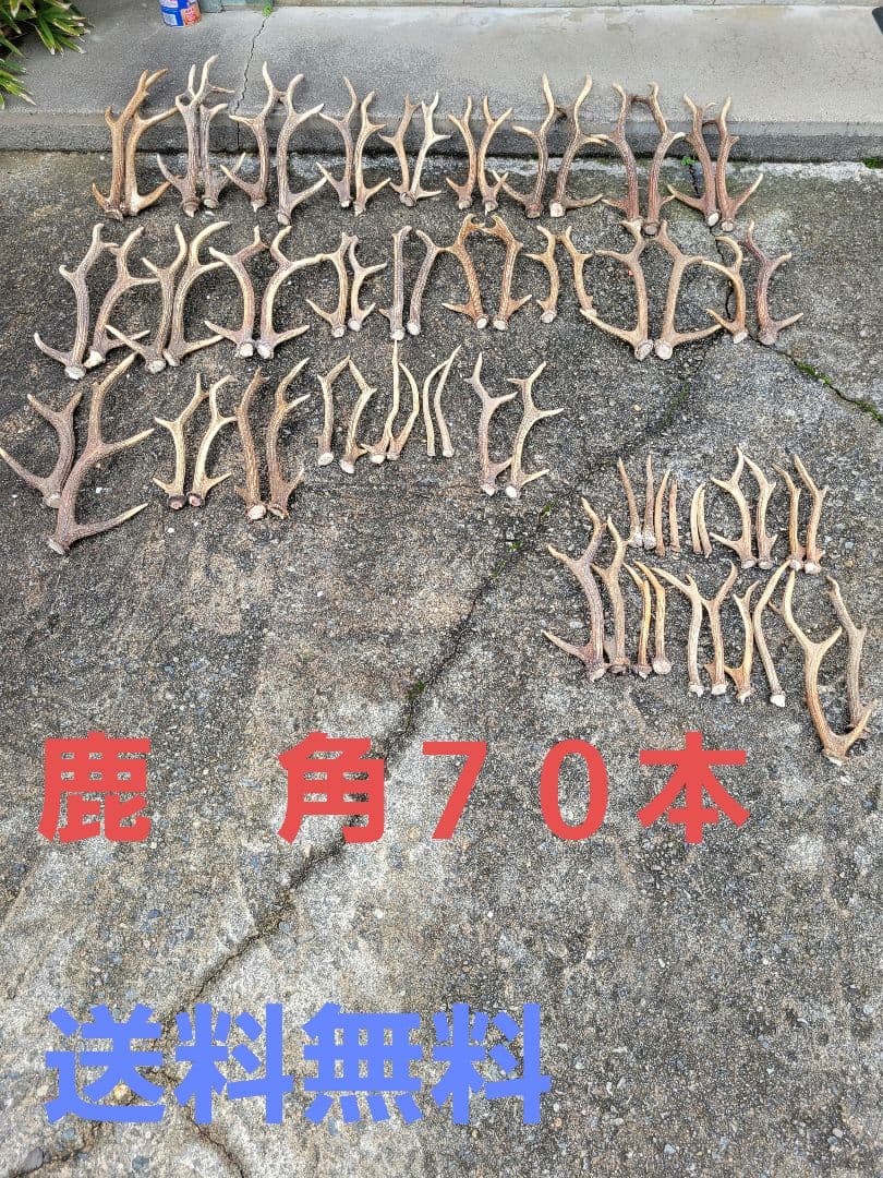 ★兵庫県北部産★鹿角 70本まとめ売り★