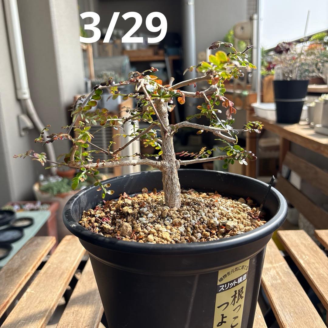 オペルクリカリアパキプス　【実生3年目】管理No.4