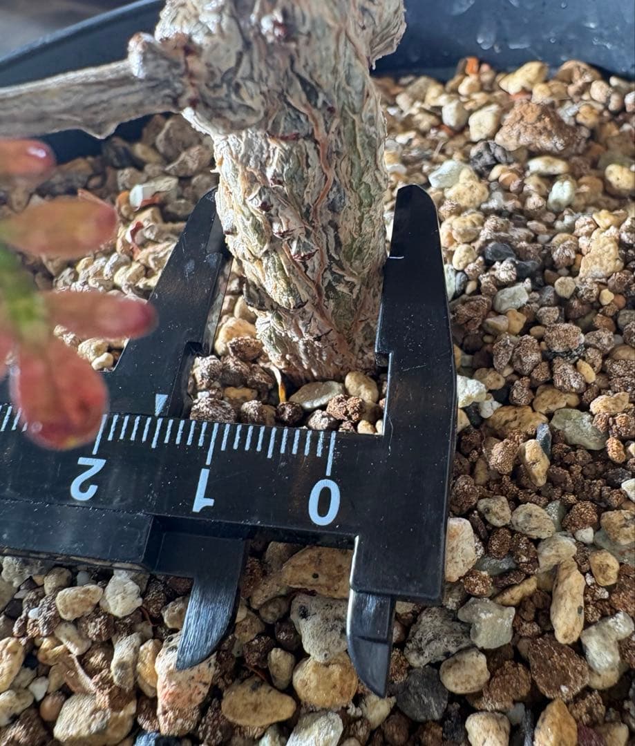 オペルクリカリアパキプス　【実生3年目】管理No.4