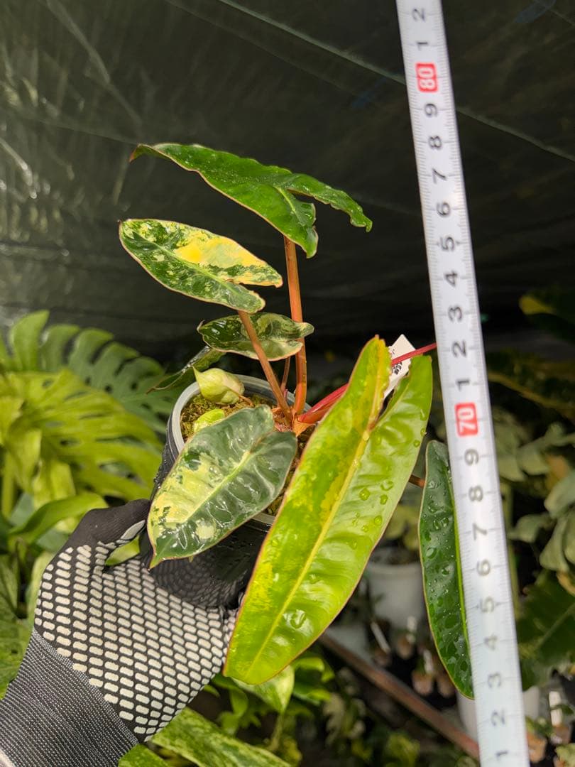 3フィロデンドロン　ビレッティア　斑入り