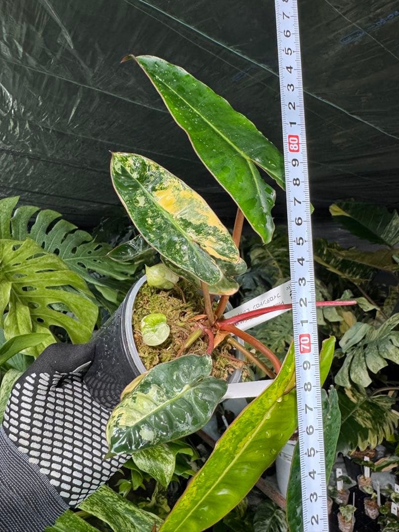 3フィロデンドロン　ビレッティア　斑入り