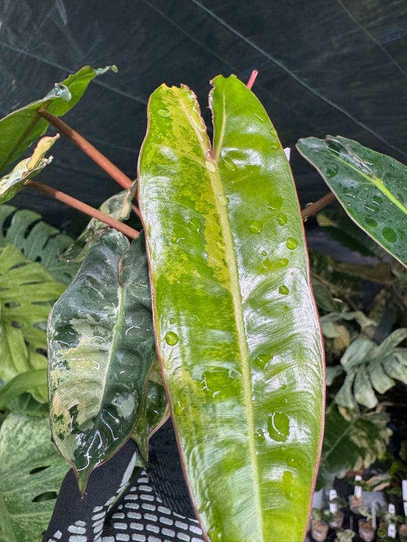 3フィロデンドロン　ビレッティア　斑入り