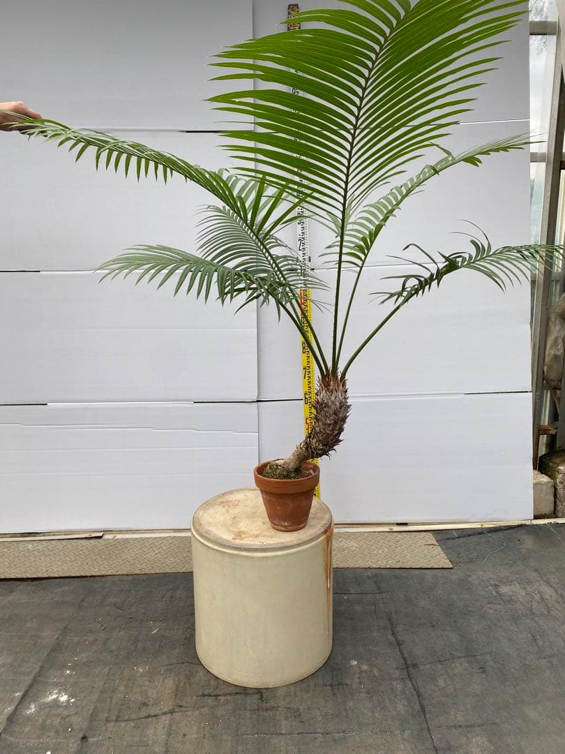 サイカスルンフィー 約150cm