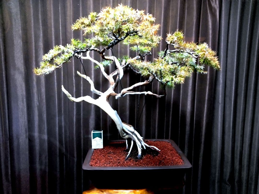 【大品　杜松盆栽】真柏　　　 ⭕山木樹齢200年超希少❗