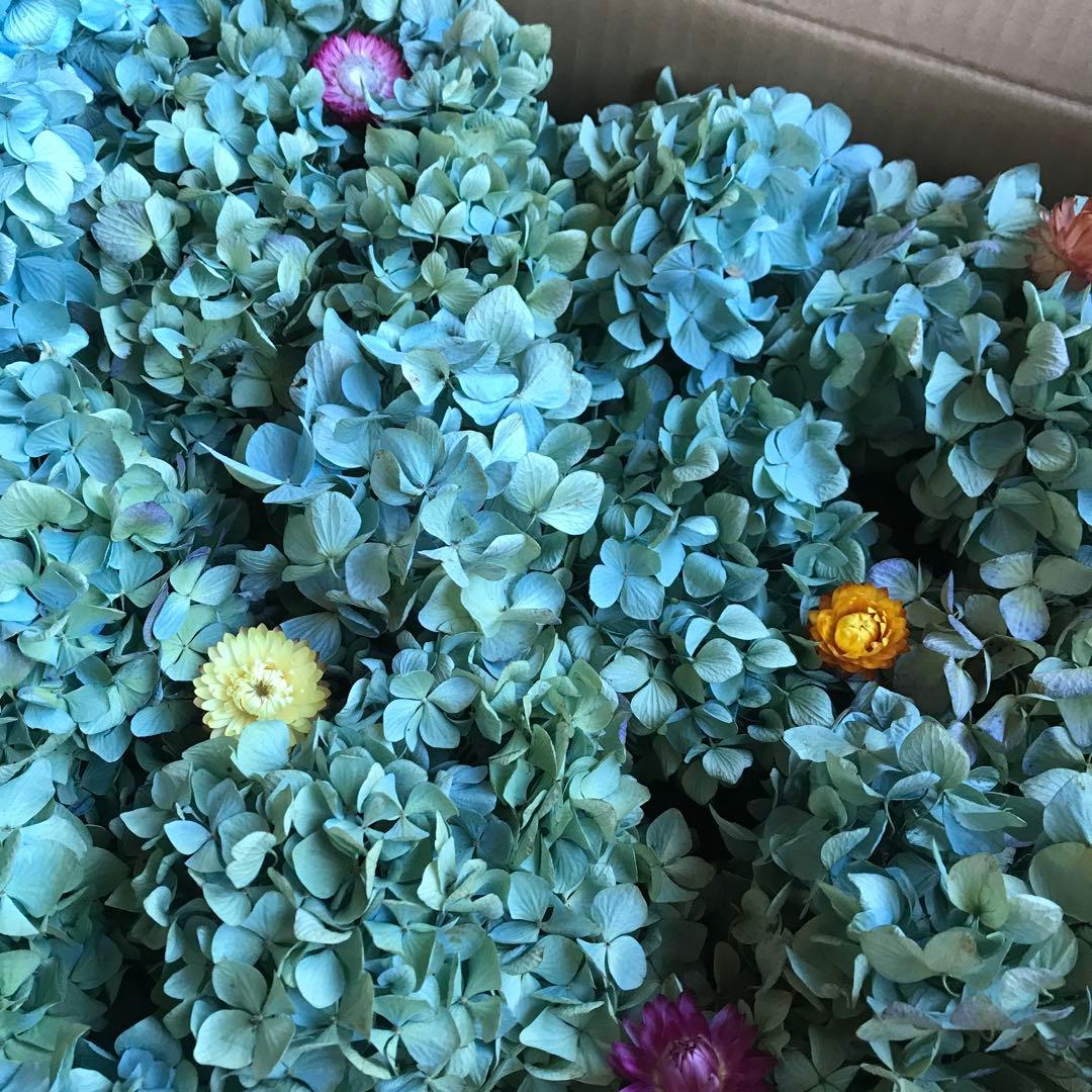 紫陽花ドライフラワー D10 120サイズ 北海道産 タイムセール