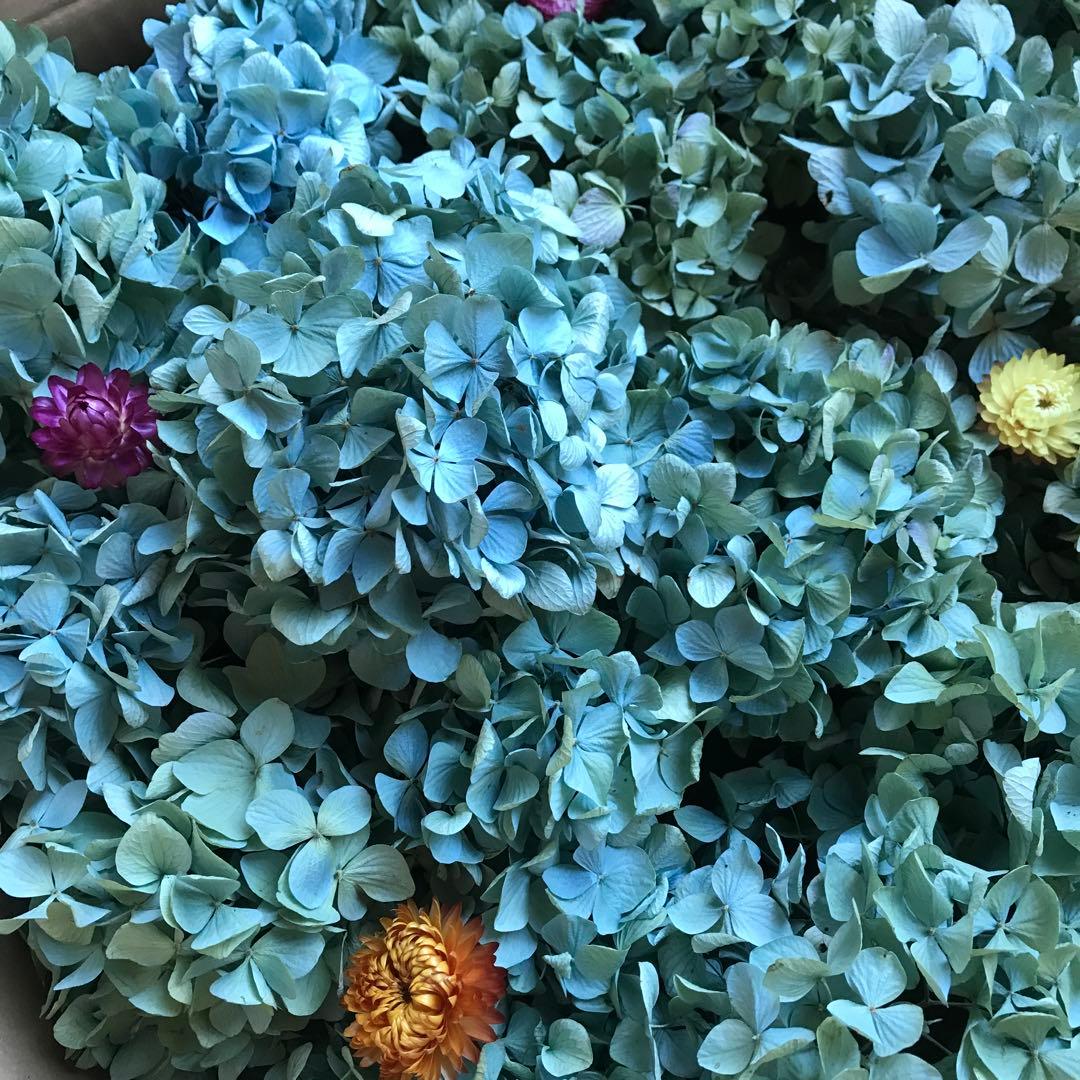 紫陽花ドライフラワー D10 120サイズ 北海道産 タイムセール