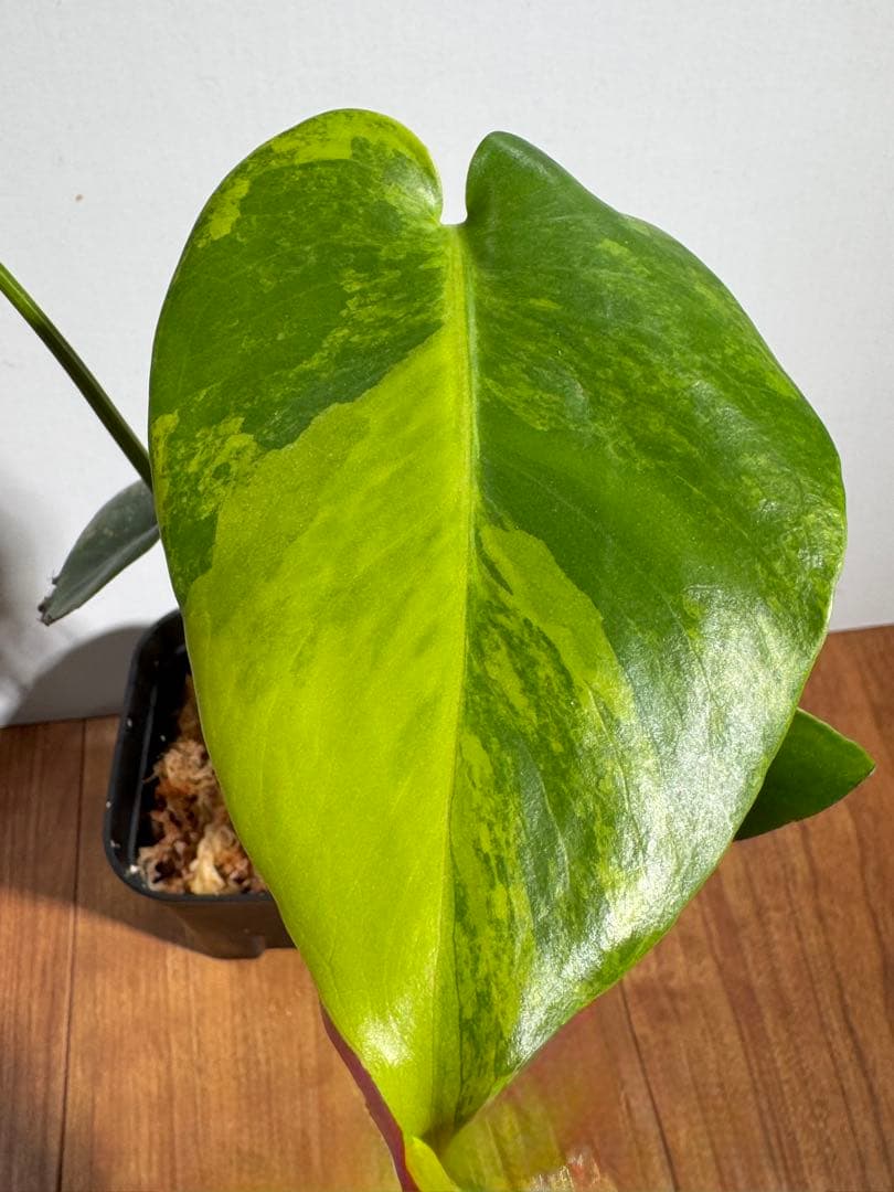 モンステラ　デリシオーサ　イエローマリリン　M1