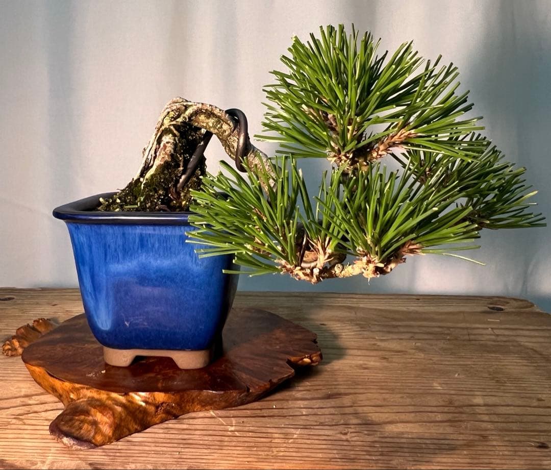 黒松　根上がり　半懸崖