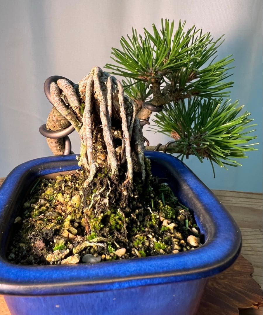 黒松　根上がり　半懸崖