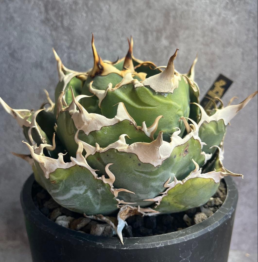 アガベ　チタノタ　白鯨　鉢ごと　ボール形　美株　人気　タグ付き