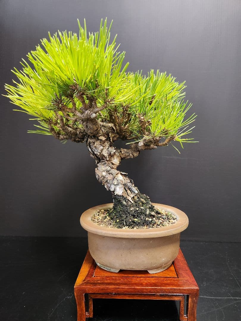 赤松　高松盆栽　赤松盆栽