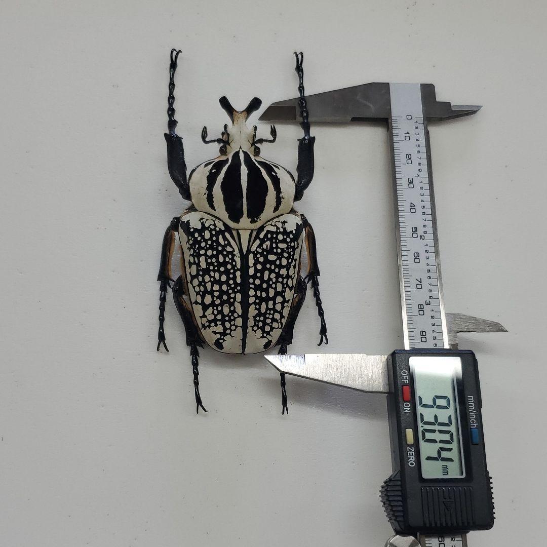 コレクションシリーズゴライアスオリエンタリス-2