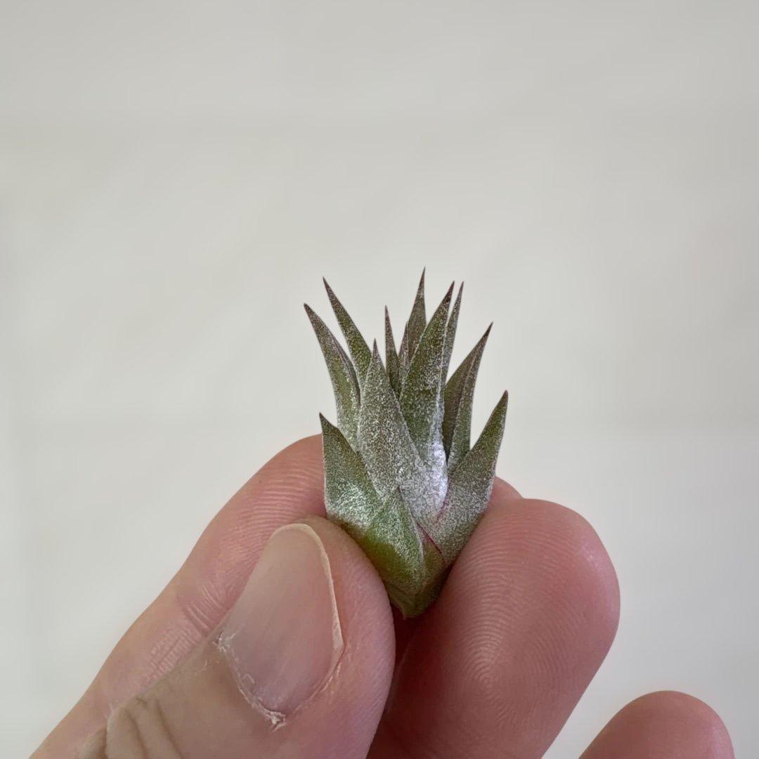 オ*ガ様 イオナンタ ドミンゴズ ストライプス　tillandsia