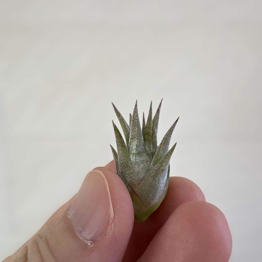 オ*ガ様 イオナンタ ドミンゴズ ストライプス　tillandsia